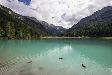 3 ducks on a lake in Austria by Sasja van der Grinten