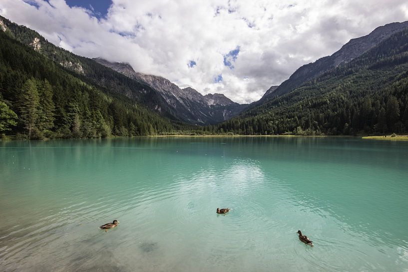 3 eendjes op een meer in Oostenrijk van Sasja van der Grinten