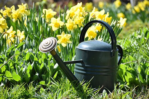 De eerste bloemen in de tuin