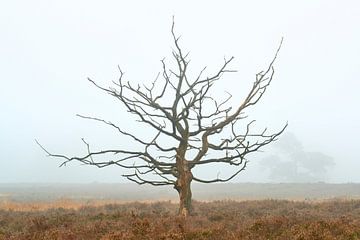 Karakteristiek skelet van een boom op de Noorderheide van Jenco van Zalk