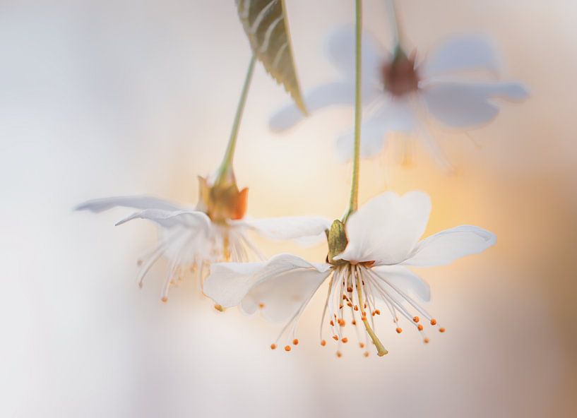 Tanzende Blüte von natascha verbij