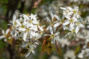 Kupfer-Felsenbirne (Amelanchier lamarckii)