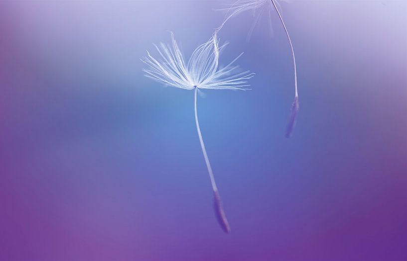 Don't let go by Hilde Remerie Photography and digital art