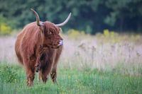 Scottish Highlander