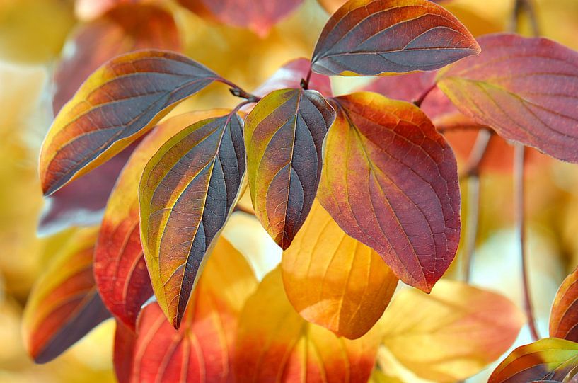 Autumn Leaves by Violetta Honkisz
