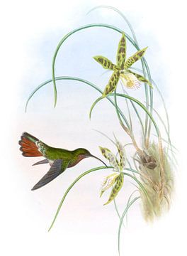 Harige heremiet, John Gould van Hummingbirds