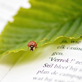 Lieveheersbeestje op een boek van Evy De Wit