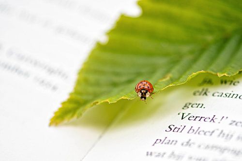 Coccinelle sur un livre