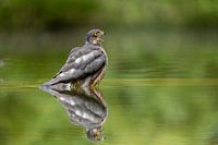 Sparrowhawk in mirror image