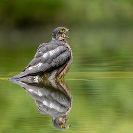 Sparrowhawk in mirror image by Esther Bakker-van Aalderen