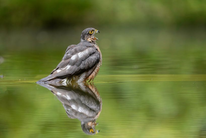 Sparrowhawk in mirror image by Esther Bakker-van Aalderen