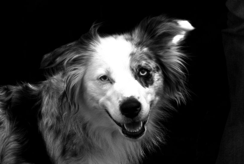 The friendly dog by Norbert Sülzner
