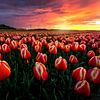 Étonnant coucher de soleil sur les tulipes sur Costas Ganasos