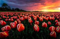 Erstaunlicher Tulpen-Sonnenuntergang von Costas Ganasos Miniaturansicht