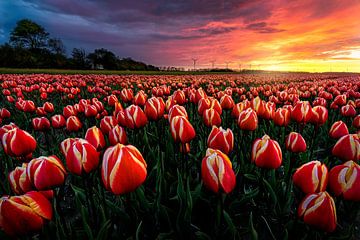 Étonnant coucher de soleil sur les tulipes