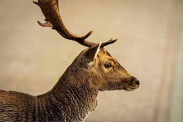 Fallow deer with antlers