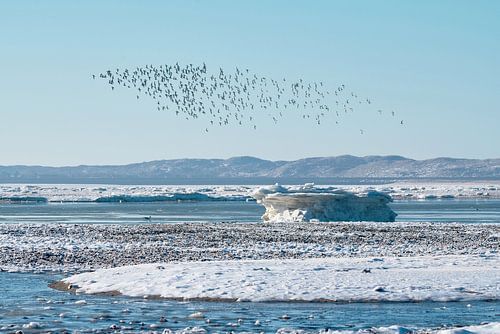 Eiswinter im Wattenmeer