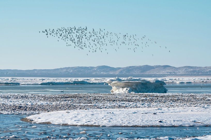Ice winter in the Wadden Sea by Bodo Balzer