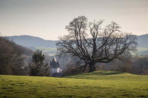 Oude lindeboom in Amönau