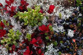 Bunte Bodendecker in Norwegen von Raoul Baart