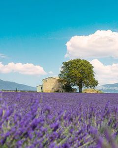 Lavendelfeld, ein Haus und ein Baum. Provence