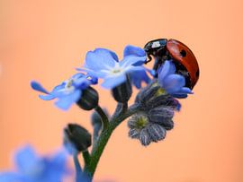 Ladybug on forget-me-not