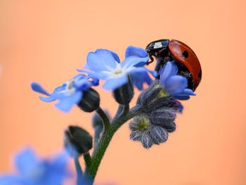 Lieveheersbeestje op Vergeet-mij-nietje