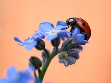 Ladybug on forget-me-not by Femke Straten