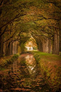 Couleurs d'automne dans les arbres au-dessus d'un canal à Veenhuizen sur KB Design & Photography (Karen Brouwer)