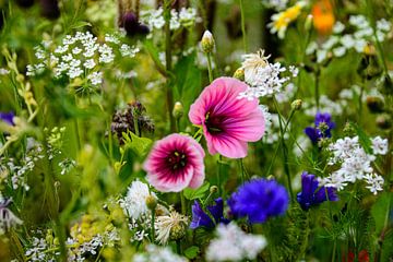 Fleurs, Champ de fleurs, coloré, Pays-Bas sur Shoot2Capture2