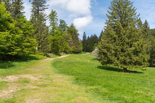Rondom de Belchen in het Zwarte Woud
