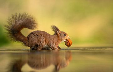 Ecureuil dans l'eau avec une noix sur Michel de Beer