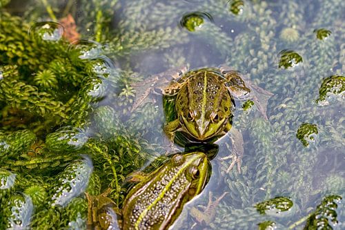 Deux grenouilles amoureuses