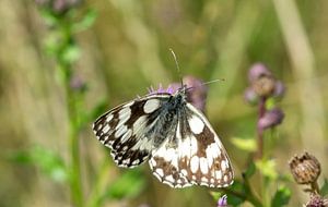 Melanargia galathea,Schachbrett Edelfalter Schmetterling