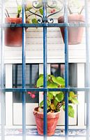 The window