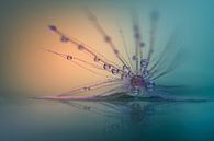 Water droplets on a lint by Ruud van Oeffelen-Brosens thumbnail