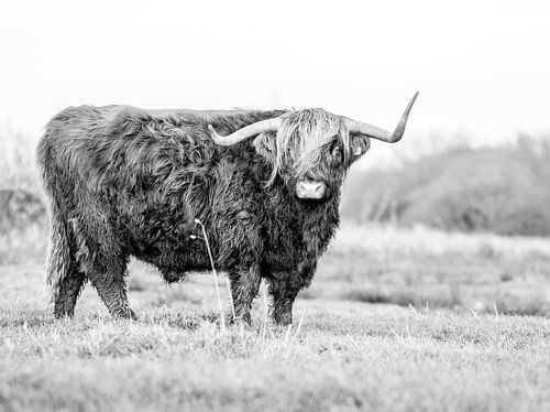 Schotse hooglander zwart wit