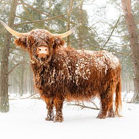 Portret van een Schotse Hooglander in de sneeuw in het bos van Sjoerd van der Wal