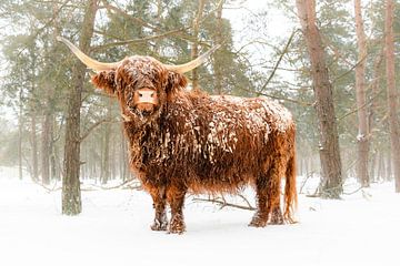 Portret van een Schotse Hooglander in de sneeuw in het bos