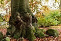 Old gnarled tree in autumn