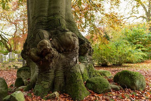 Oude noestige boom in de herfst