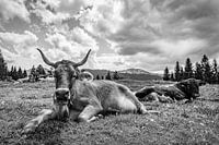 Cows on the alp