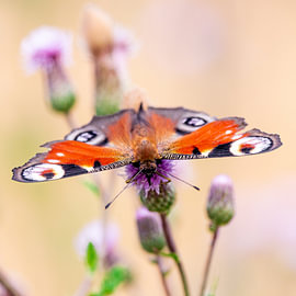 A peacock butterfly on a thistle flower by Niklas Voth