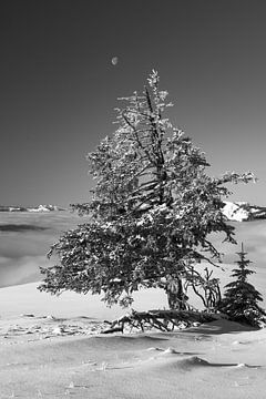 Black and white conifer with fresh snow in winter and moon