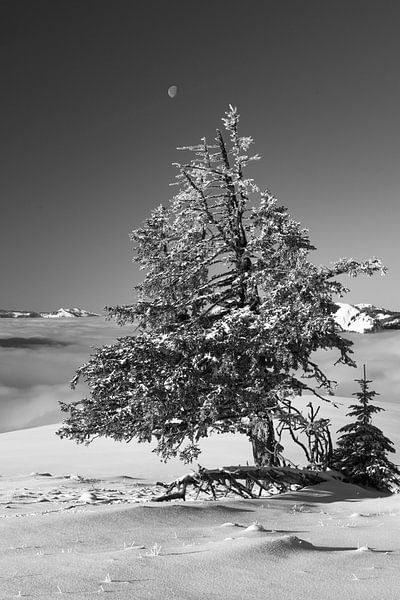 Black and white conifer with fresh snow in winter and moon by Daniel Pahmeier