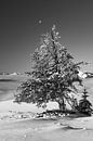 Black and white conifer with fresh snow in winter and moon by Daniel Pahmeier thumbnail