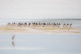 Pas d'éducation sur Linda Raaphorst