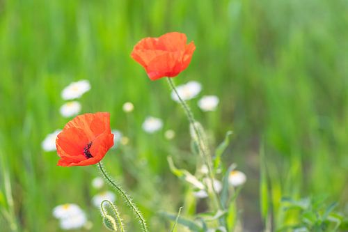 Poppies