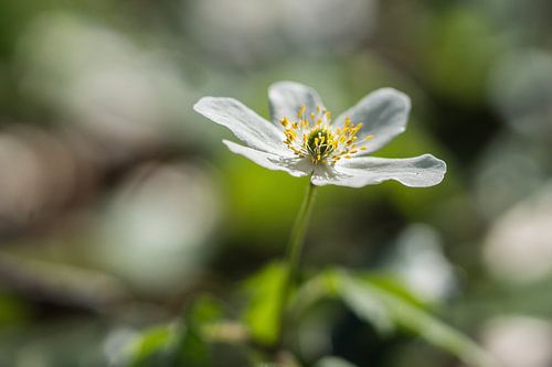 Fleur blanche au printemps