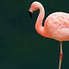 Emerald Flamingo van MDRN HOME